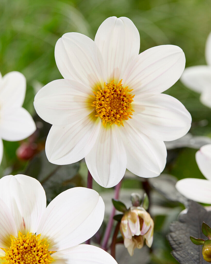 Dahlia Border Dahlegria White 1-pak
